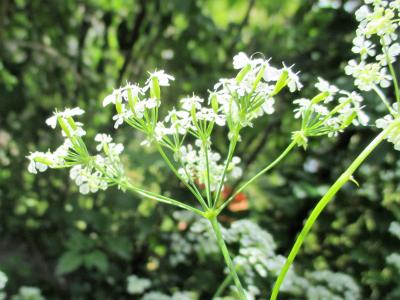 Cerfeuil des bois, Persil des bois Anthriscus sylvestris (L.) Hoffm., 1814