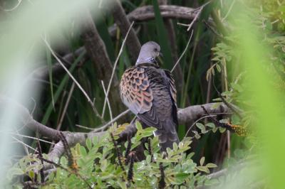 Tourterelle des bois Streptopelia turtur (Linnaeus, 1758)