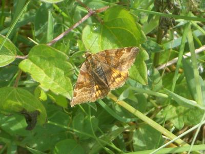 Doublure jaune (La) Euclidia glyphica (Linnaeus, 1758)