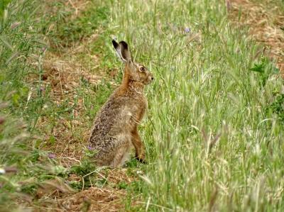 Lièvre d'Europe Lepus europaeus Pallas, 1778