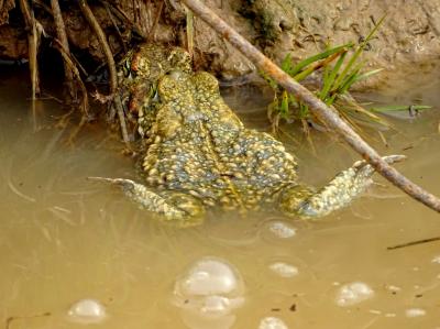 Crapaud calamite Epidalea calamita (Laurenti, 1768)