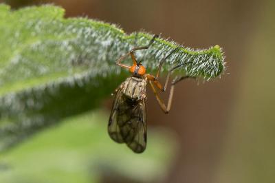  Empis Linnaeus, 1758