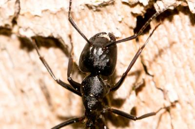 Camponotus vagus (Scopoli, 1763)