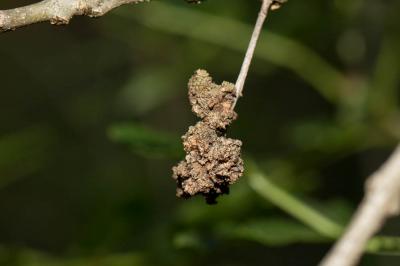  Aceria fraxinivora (Nalepa, 1909)