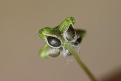  Reboulia hemisphaerica (L.) Raddi, 1818