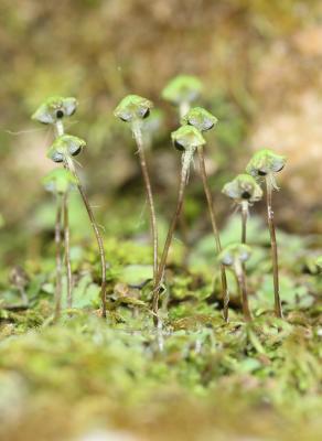  Reboulia hemisphaerica (L.) Raddi, 1818