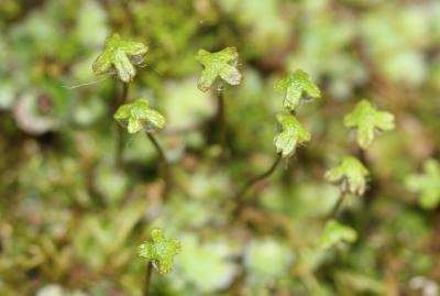  Reboulia hemisphaerica (L.) Raddi, 1818