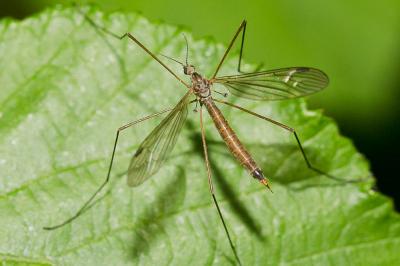  Austrolimnophila ochracea (Meigen, 1804)