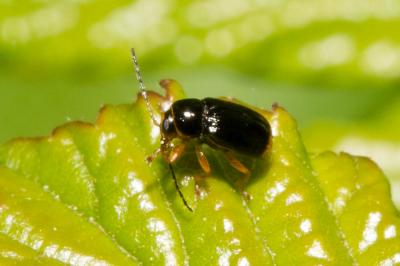  Cryptocephalus chrysopus Gmelin, 1790