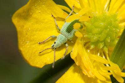  Phyllobius Germar, 1824