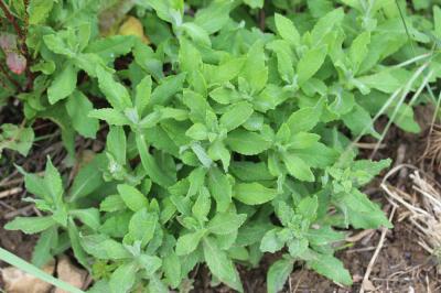 Épilobe hérissé, Épilobe hirsute Epilobium hirsutum L., 1753