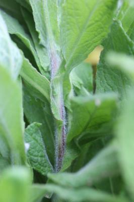 Épilobe hérissé, Épilobe hirsute Epilobium hirsutum L., 1753