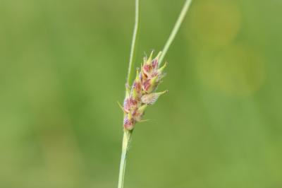 Laîche hérissée Carex hirta L., 1753