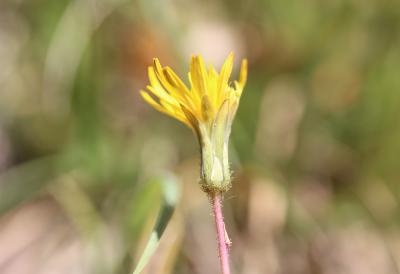 Crépis bulbeux Sonchus bulbosus (L.) N.Kilian & Greuter, 2003