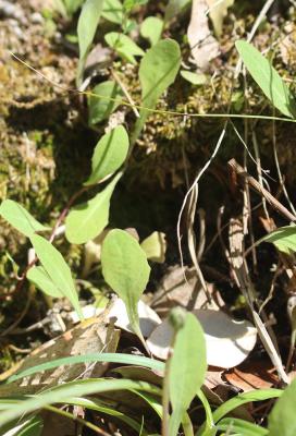 Crépis bulbeux Sonchus bulbosus (L.) N.Kilian & Greuter, 2003
