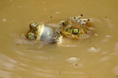 Crapaud calamite Epidalea calamita (Laurenti, 1768)