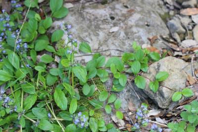 Bugle rampante, Consyre moyenne Ajuga reptans L., 1753
