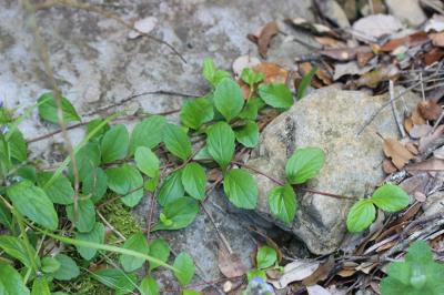 Bugle rampante, Consyre moyenne Ajuga reptans L., 1753