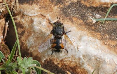  Tachina magnicornis (Zetterstedt, 1844)