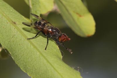  Otites jucunda (Robineau-Desvoidy, 1830)