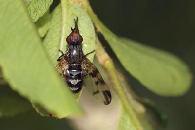  Otites jucunda (Robineau-Desvoidy, 1830)