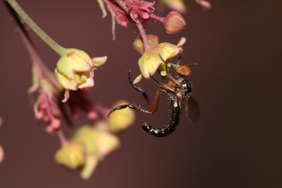  Empis nigritarsis Meigen, 1804