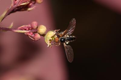  Empis nigritarsis Meigen, 1804