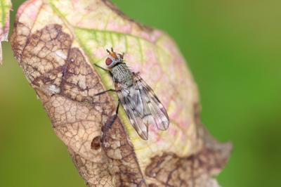  Otites guttata (Meigen, 1830)