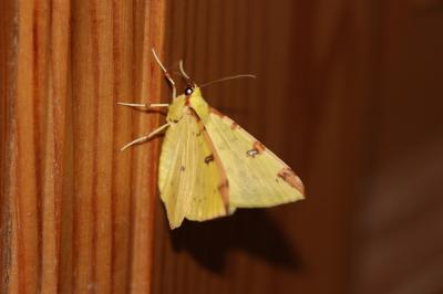 Citronnelle rouillée (La) Opisthograptis luteolata (Linnaeus, 1758)