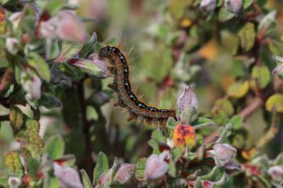 Franconienne (La) Malacosoma franconicum (Denis & Schiffermüller, 1775)