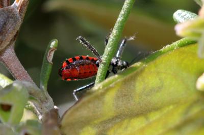  Sphedanolestes sanguineus (Fabricius, 1794)