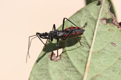  Sphedanolestes sanguineus (Fabricius, 1794)
