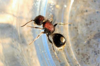  Sigilla dorsata (Fabricius, 1798)