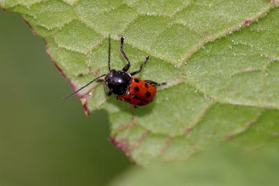  Cryptocephalus quadripunctatus Olivier, 1808