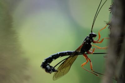 Rhysse persuasive Rhyssa persuasoria (Linnaeus, 1758)