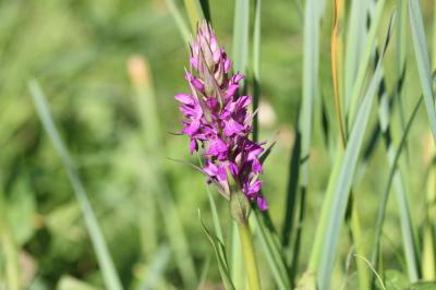 Orchis d'Occitanie, Orchis occitan Dactylorhiza occitanica Geniez, Melki, Pain & Soca, 1995