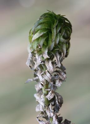 Grand lagarosiphon, Lagarosiphon élevé, Elodée cré Lagarosiphon major (Ridl.) Moss, 1928