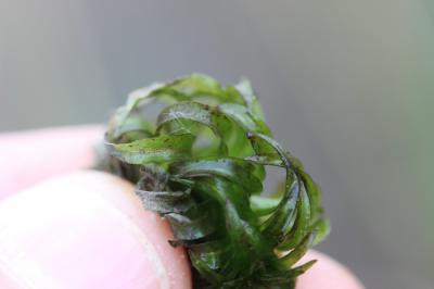 Grand lagarosiphon, Lagarosiphon élevé, Elodée cré Lagarosiphon major (Ridl.) Moss, 1928