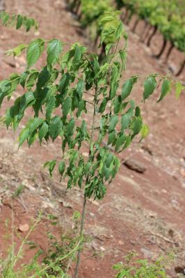 Micocoulier de provence, Falabreguier Celtis australis L., 1753