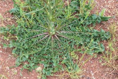 Chicorée amère, Barbe-de-capucin Cichorium intybus L., 1753