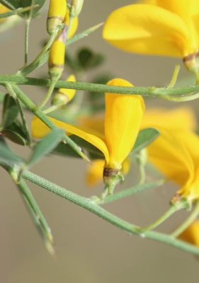 Cytise épineux Cytisus spinosus (L.) Bubani, 1899