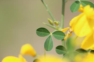 Cytise épineux Cytisus spinosus (L.) Bubani, 1899