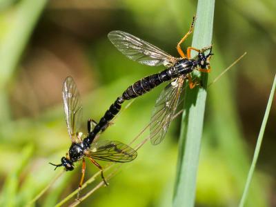  Dioctria rufipes (De Geer, 1776)