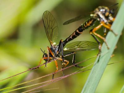  Dioctria rufipes (De Geer, 1776)