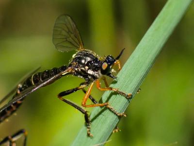  Dioctria rufipes (De Geer, 1776)