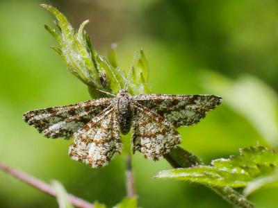 Phalène picotée (La) Ematurga atomaria (Linnaeus, 1758)