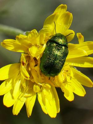  Cryptocephalus Geoffroy, 1762