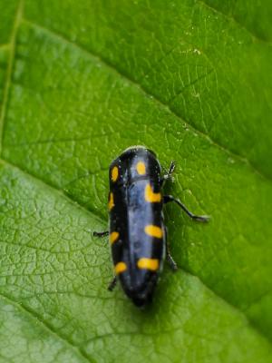  Ptosima undecimmaculata (Herbst, 1784)
