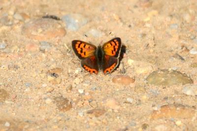 Cuivré commun (Le), Argus bronzé (L'), Bronzé (Le) Lycaena phlaeas (Linnaeus, 1760)