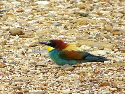 Guêpier d'Europe Merops apiaster Linnaeus, 1758